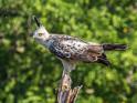 Changeable Hawk-eagle-9435.jpg